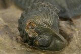Zlichovaspis Trilobite With Enrolled Reedops - Atchana, Morocco #334906-6